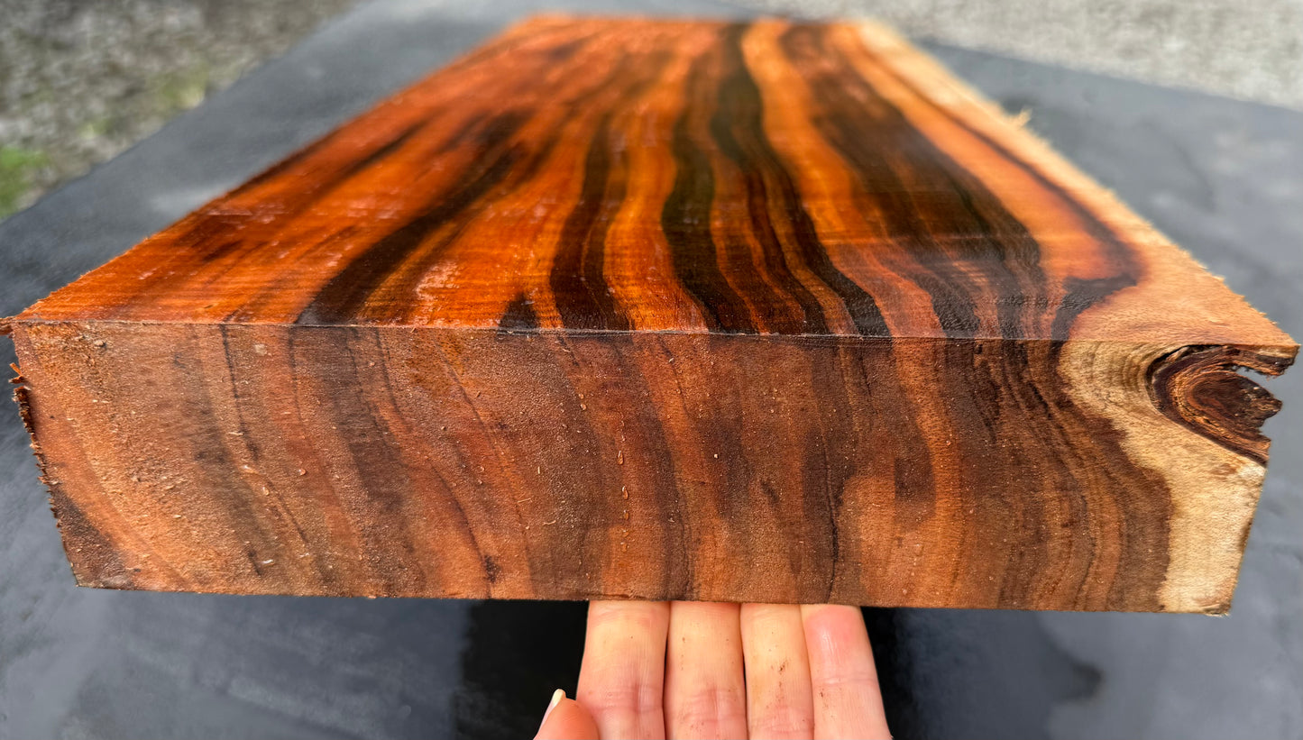 Hawaiian Curly Koa Board / Guitar Billet #14791