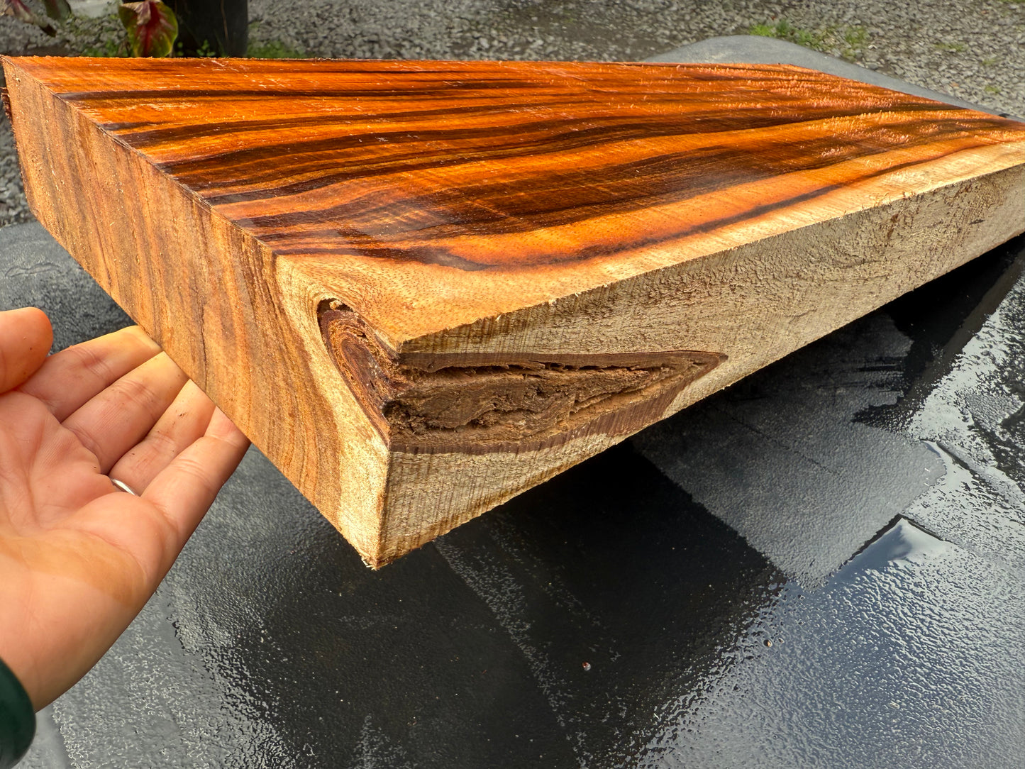Hawaiian Curly Koa Board / Guitar Billet #14791