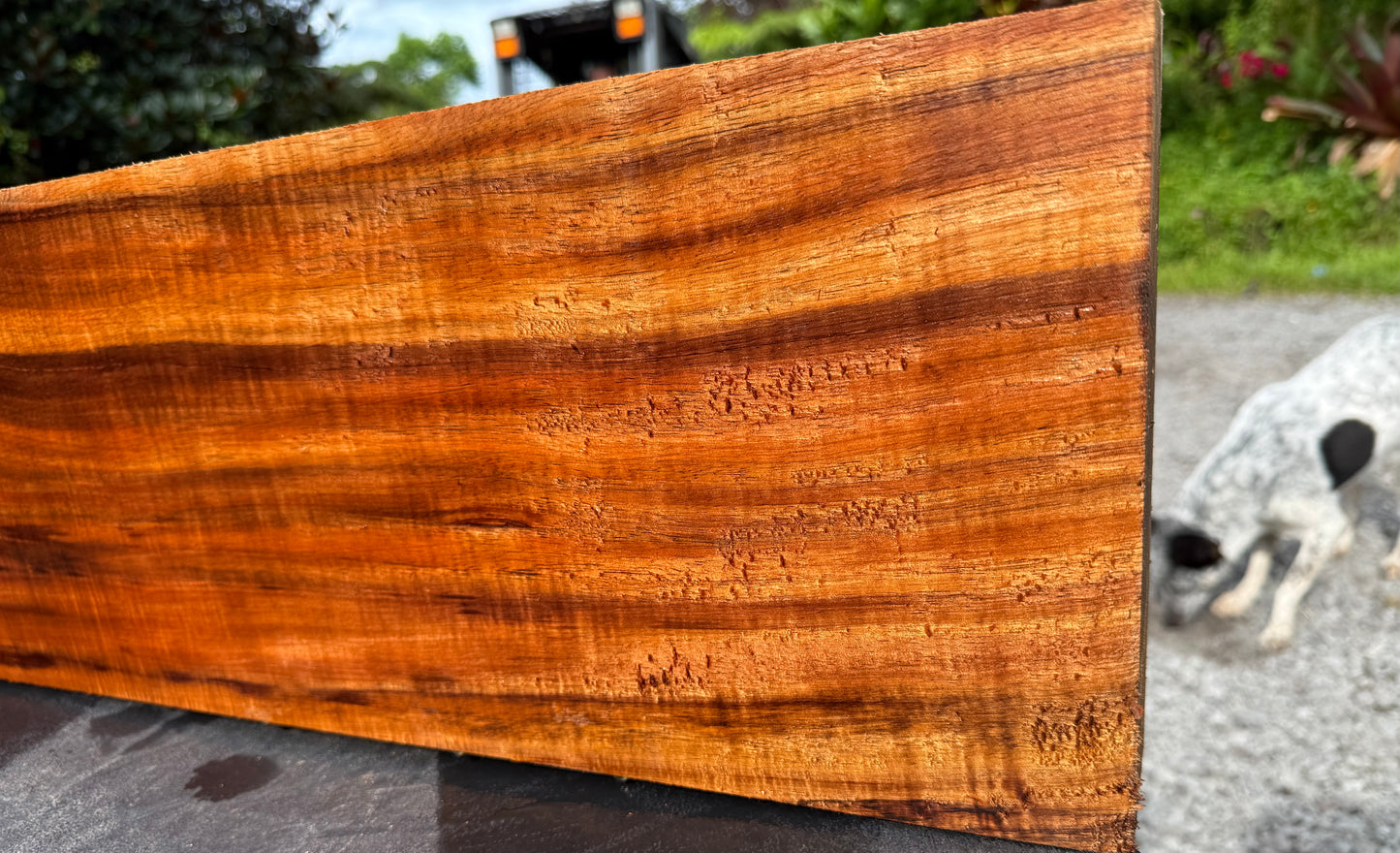 Hawaiian Curly Koa Board / Guitar Billet #14792