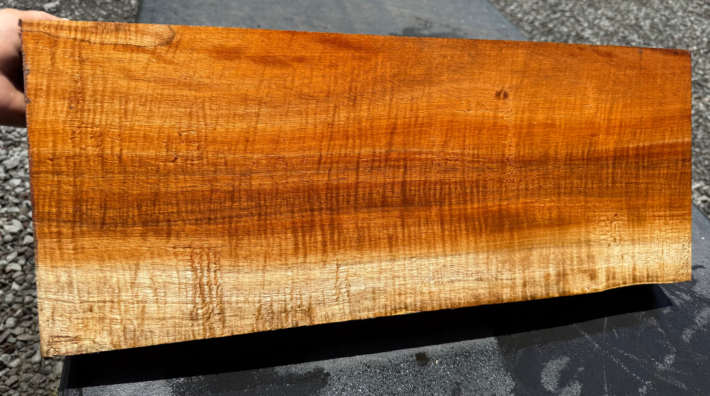 Hawaiian Curly Koa Board / Guitar Billet #14800