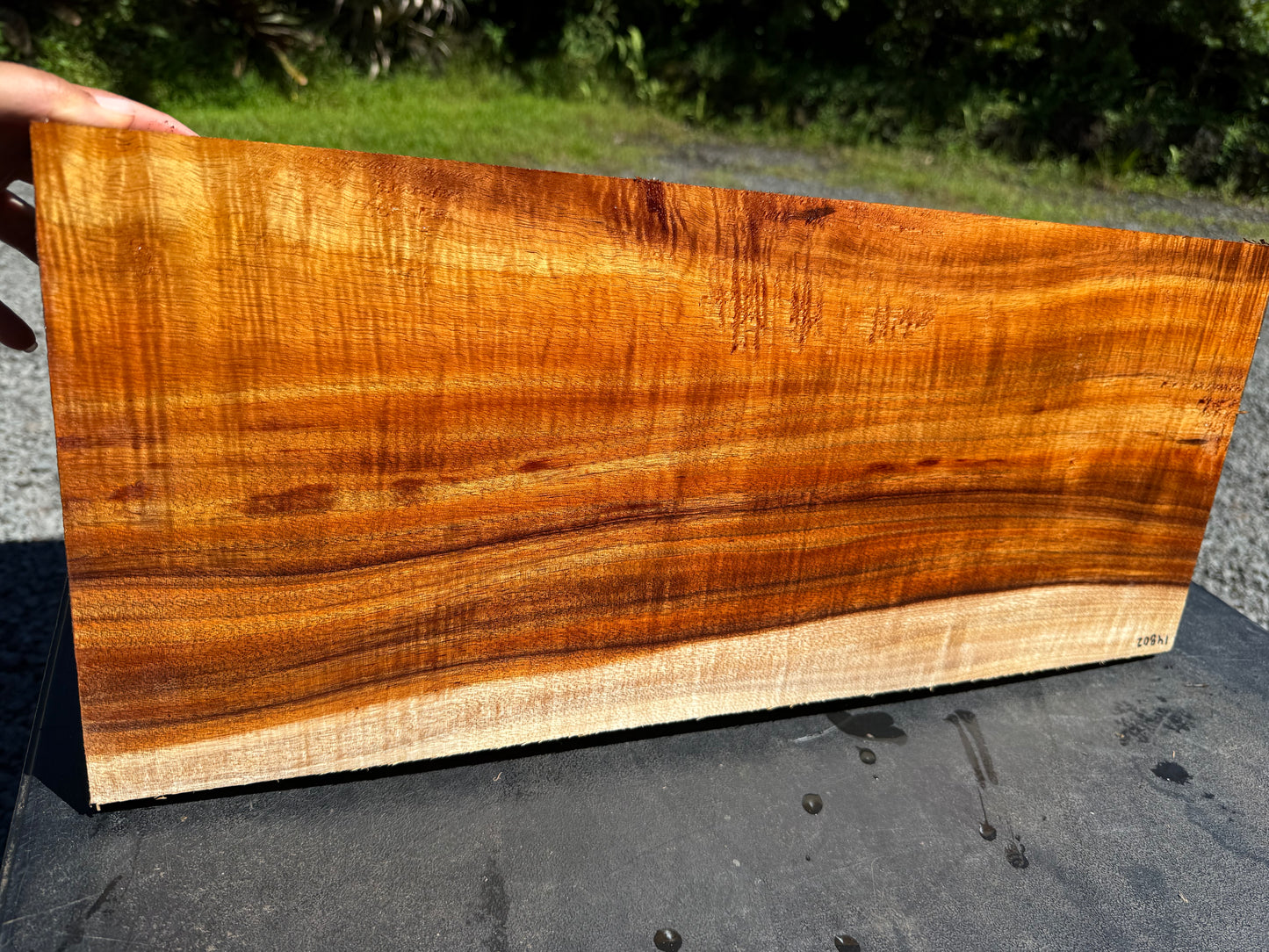 Hawaiian Curly Koa Board / Guitar Billet #14802