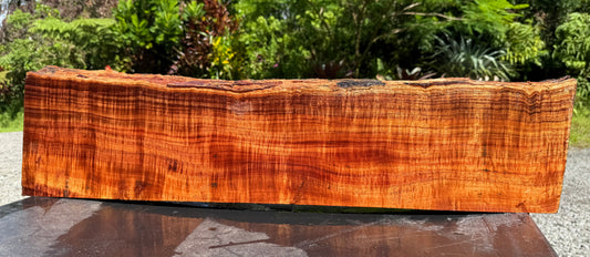 Hawaiian Curly Koa Board / Guitar Billet #14803