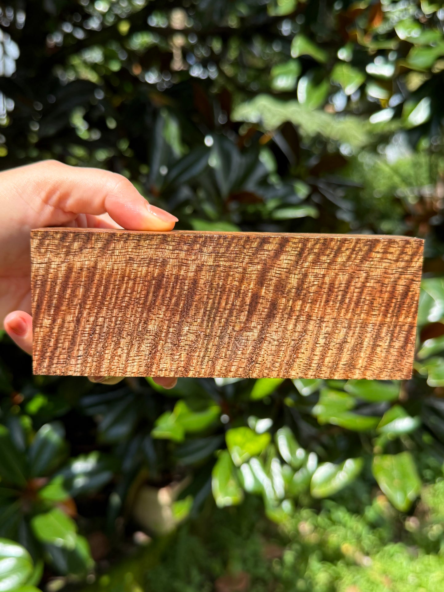 Hawaiian Stabilized Curly Mango Block #M481