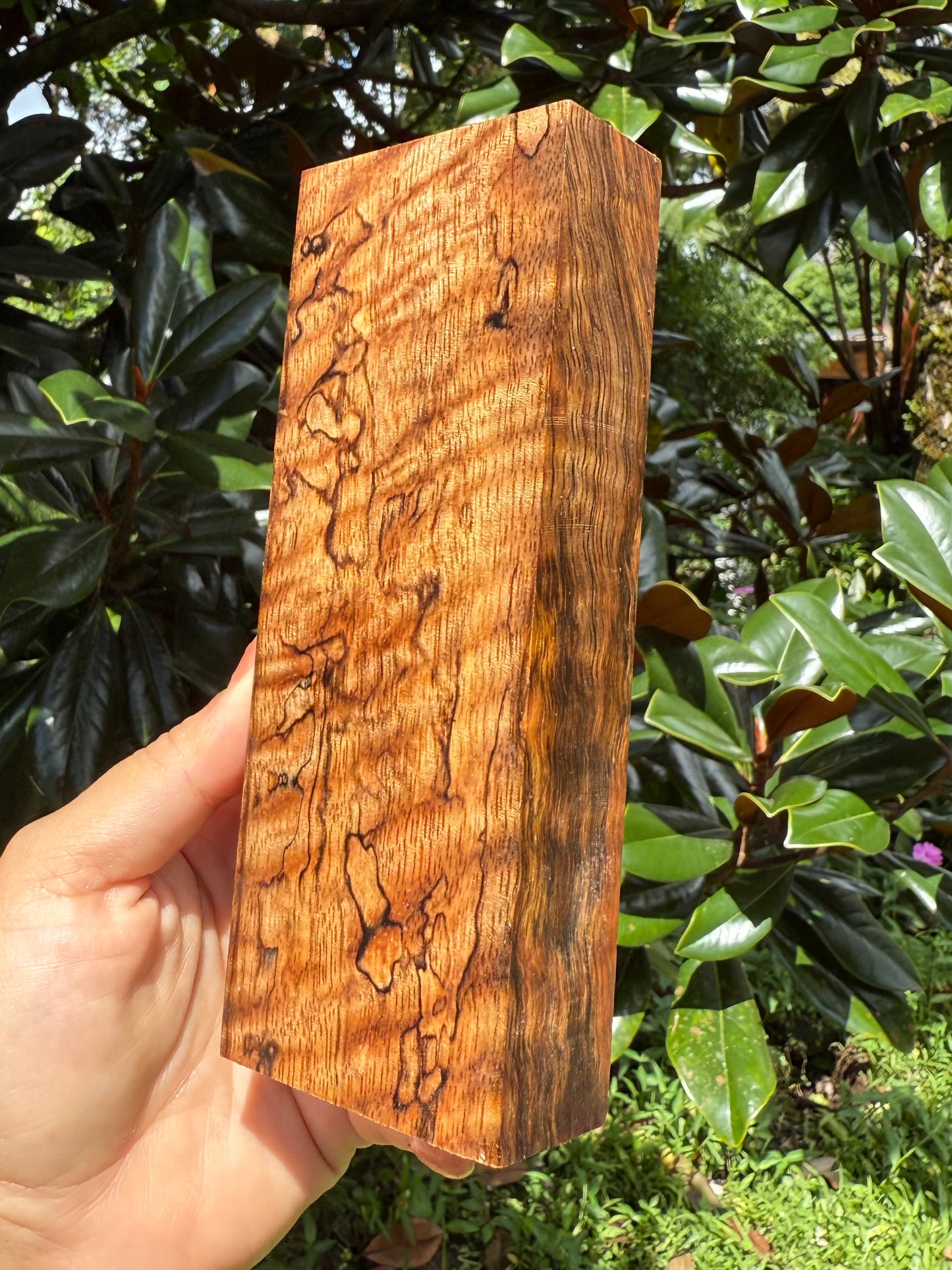 Hawaiian Stabilized Spalted Curly Mango Block #M416