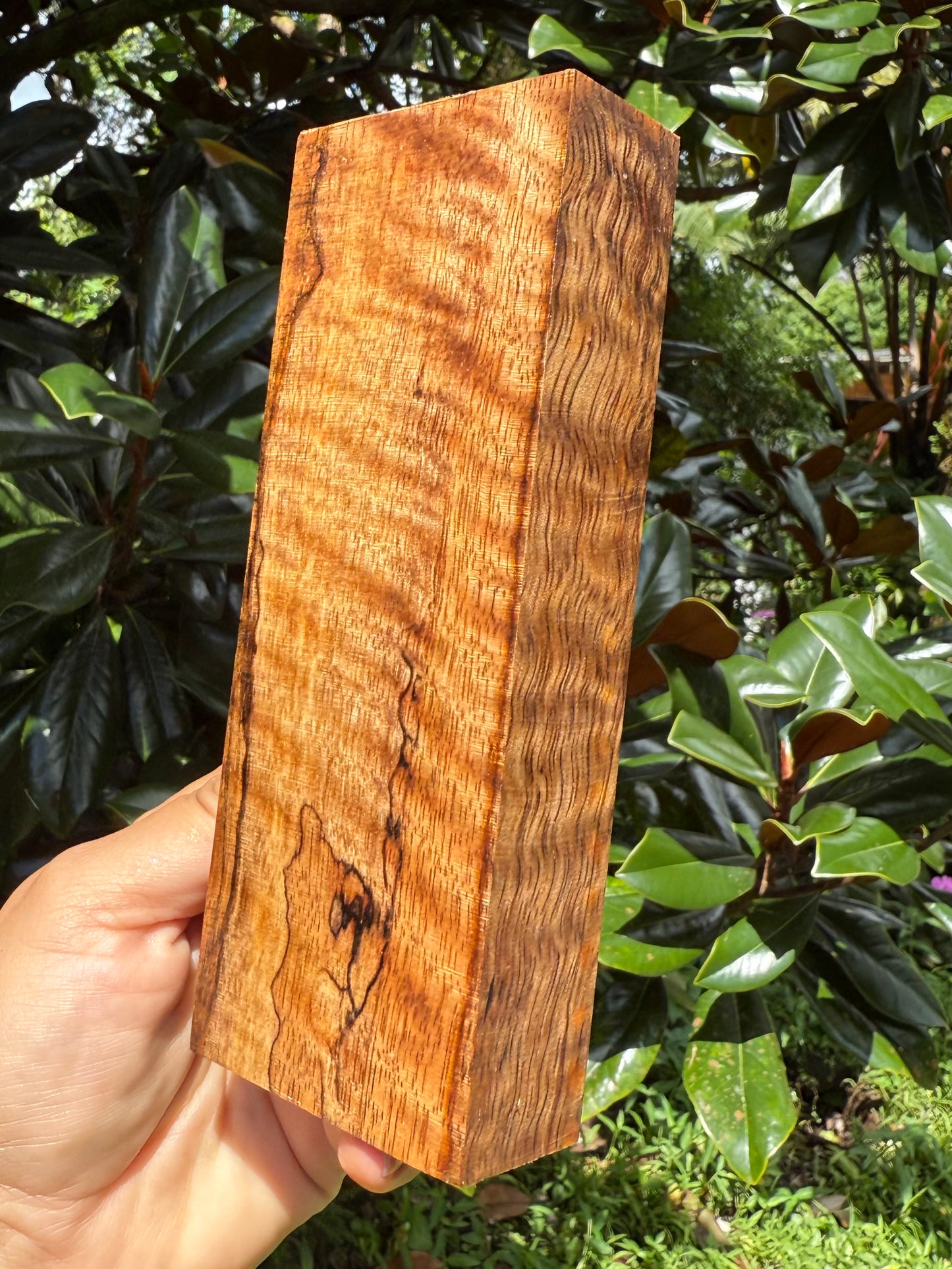 Hawaiian Stabilized Spalted Curly Mango Block #M416