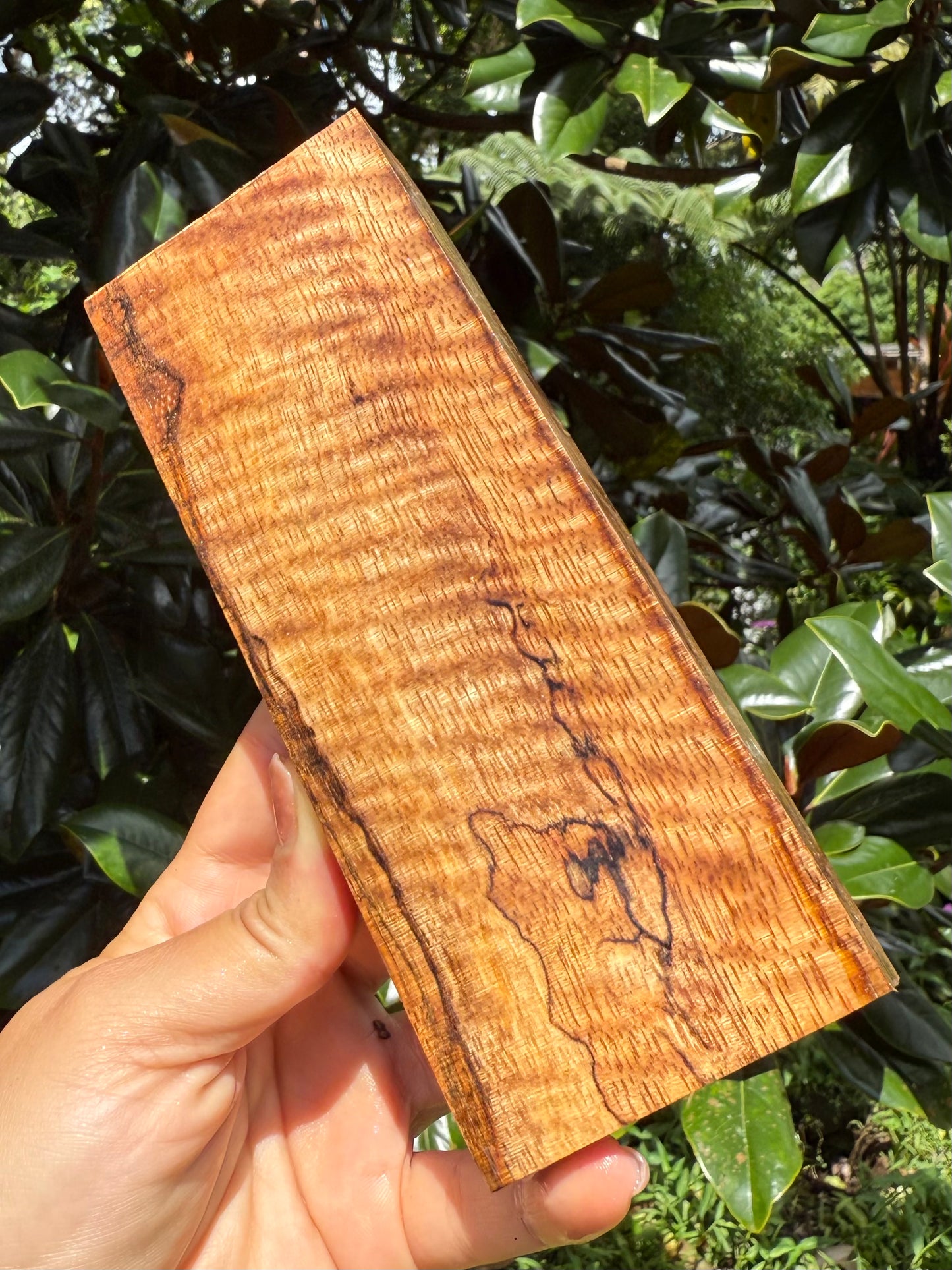 Hawaiian Stabilized Spalted Curly Mango Block #M416