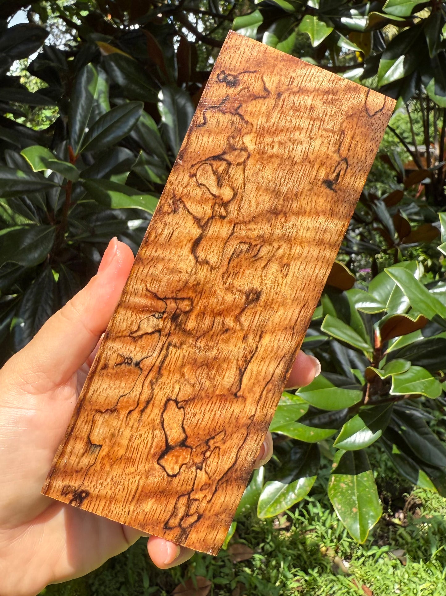 Hawaiian Stabilized Spalted Curly Mango Block #M416
