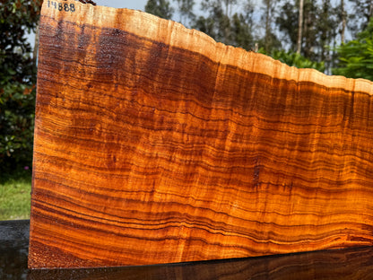 Hawaiian Curly Koa Board / Guitar Billet #14888