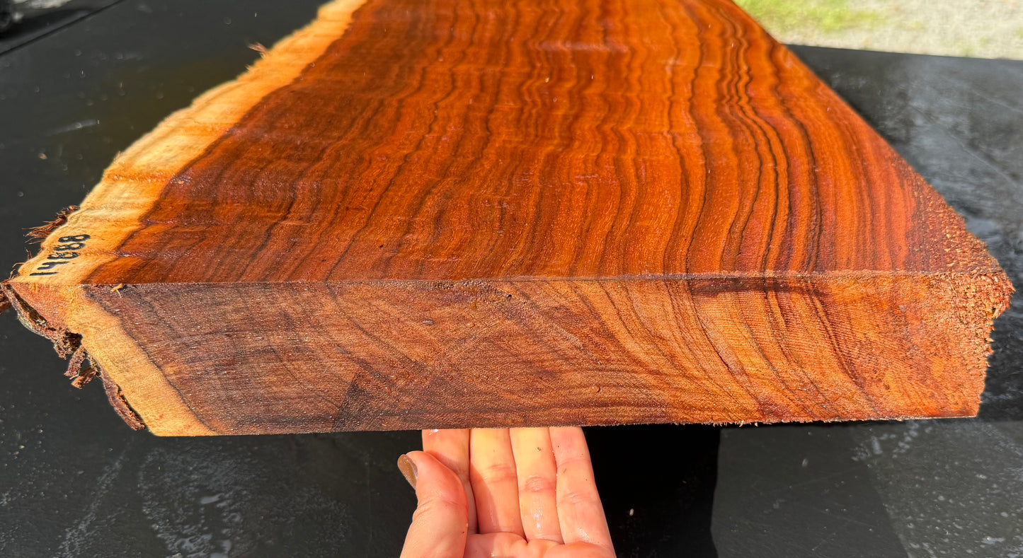 Hawaiian Curly Koa Board / Guitar Billet #14888