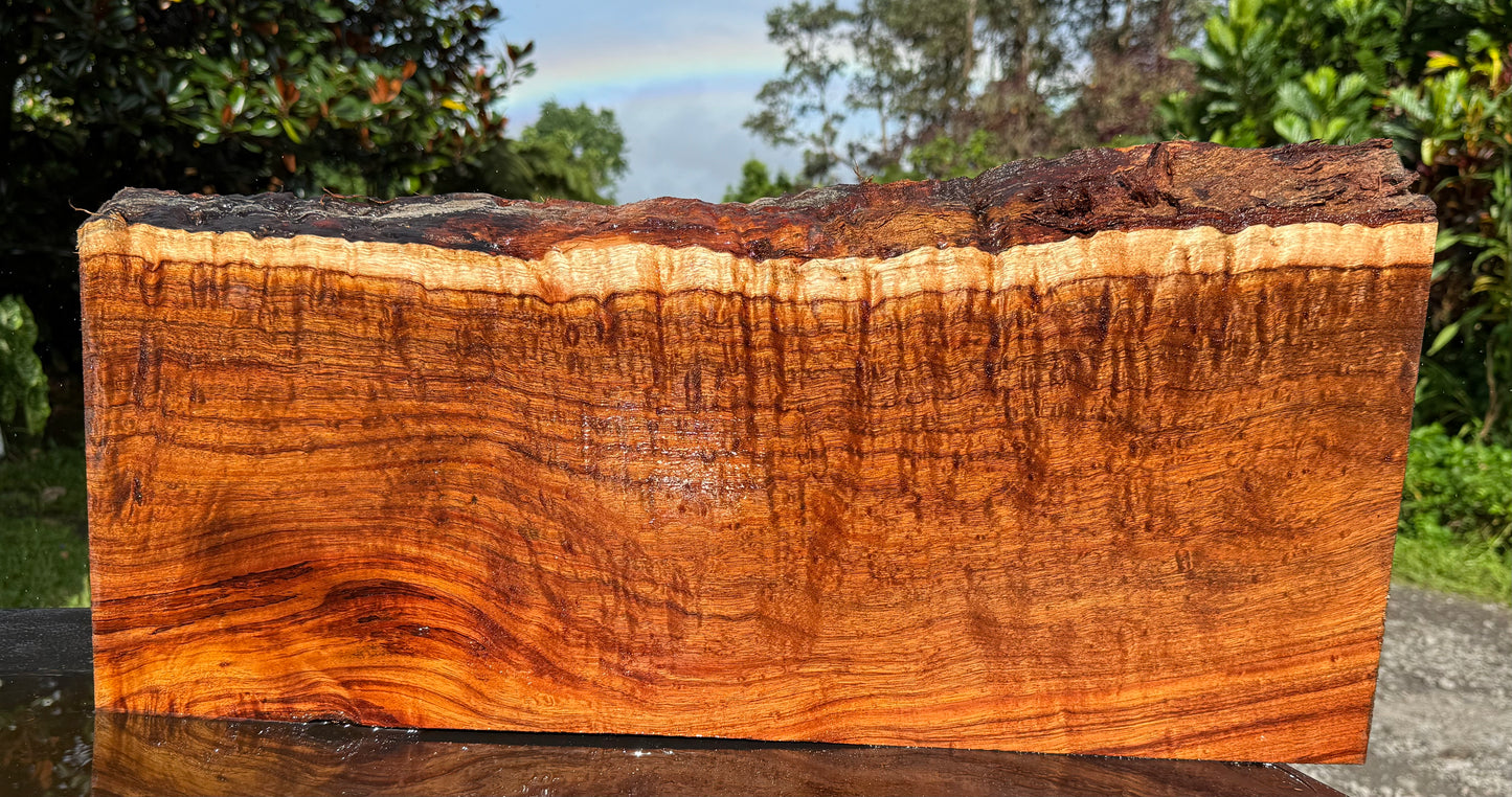 Hawaiian Curly Koa Board / Guitar Billet #14888