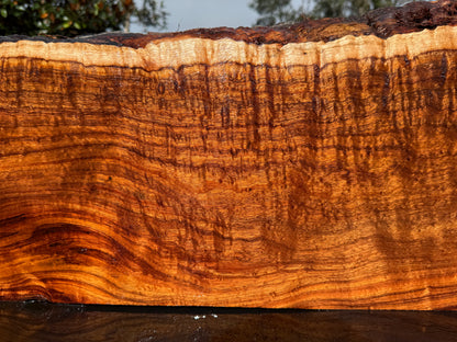 Hawaiian Curly Koa Board / Guitar Billet #14888