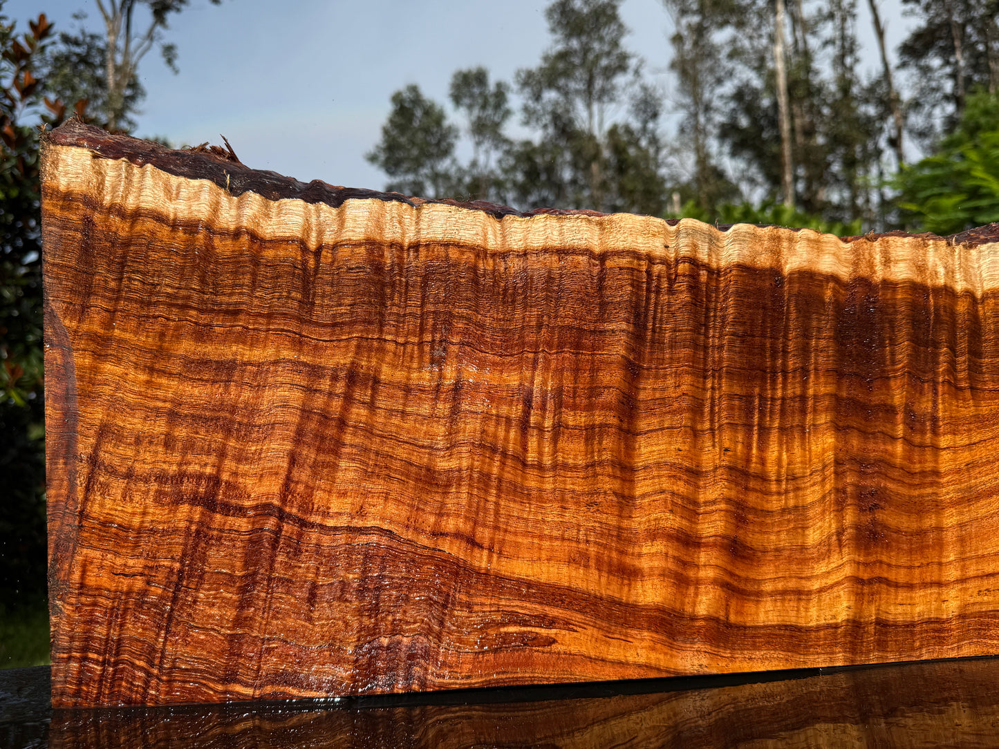 Hawaiian Curly Koa Board / Guitar Billet #14889