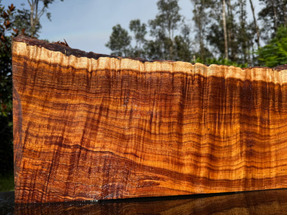Hawaiian Curly Koa Board / Guitar Billet #14889