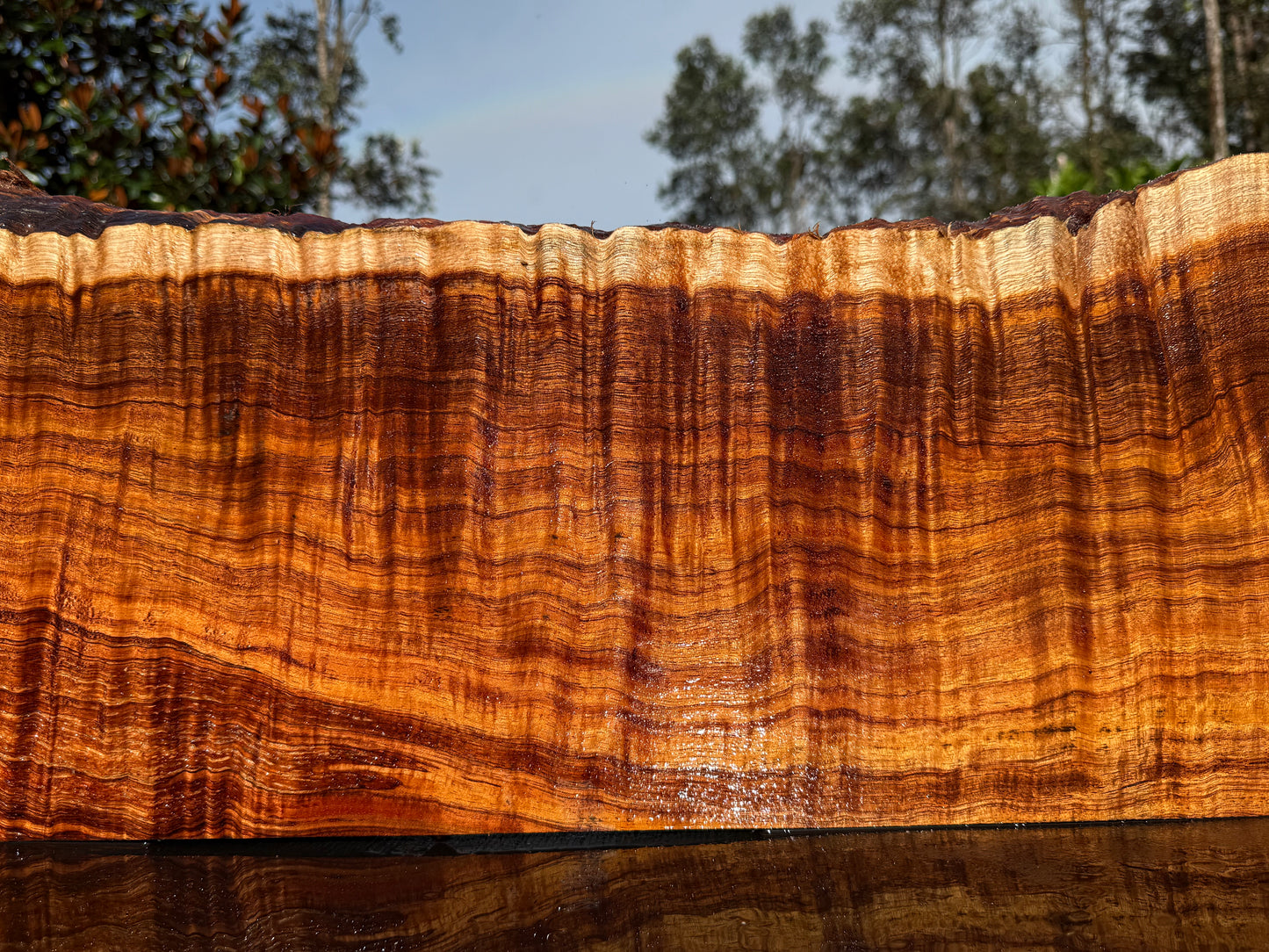 Hawaiian Curly Koa Board / Guitar Billet #14889