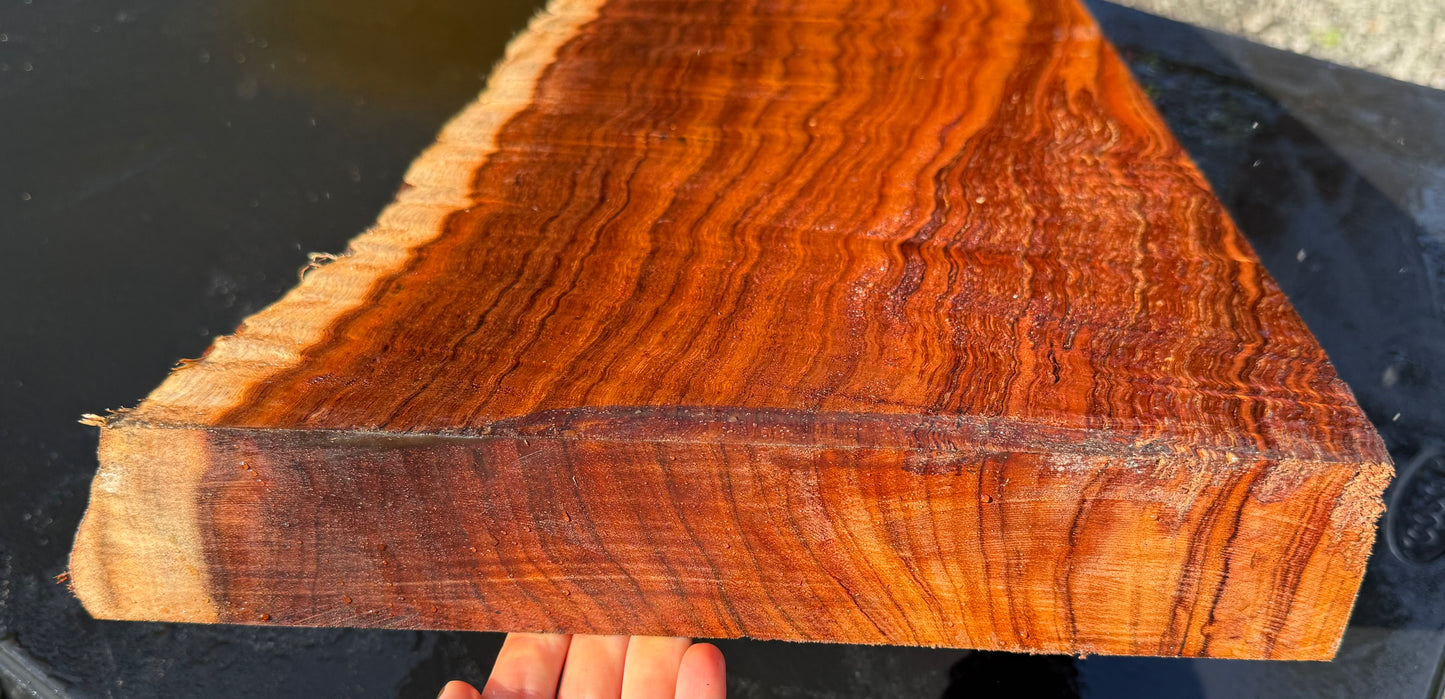 Hawaiian Curly Koa Board / Guitar Billet #14889