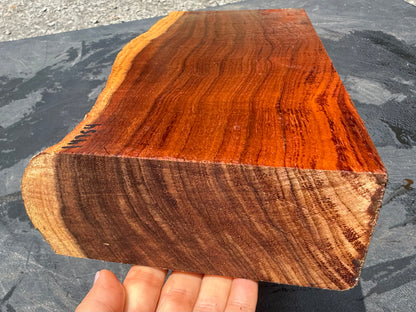 Hawaiian Curly Koa Board / Guitar Billet #14754