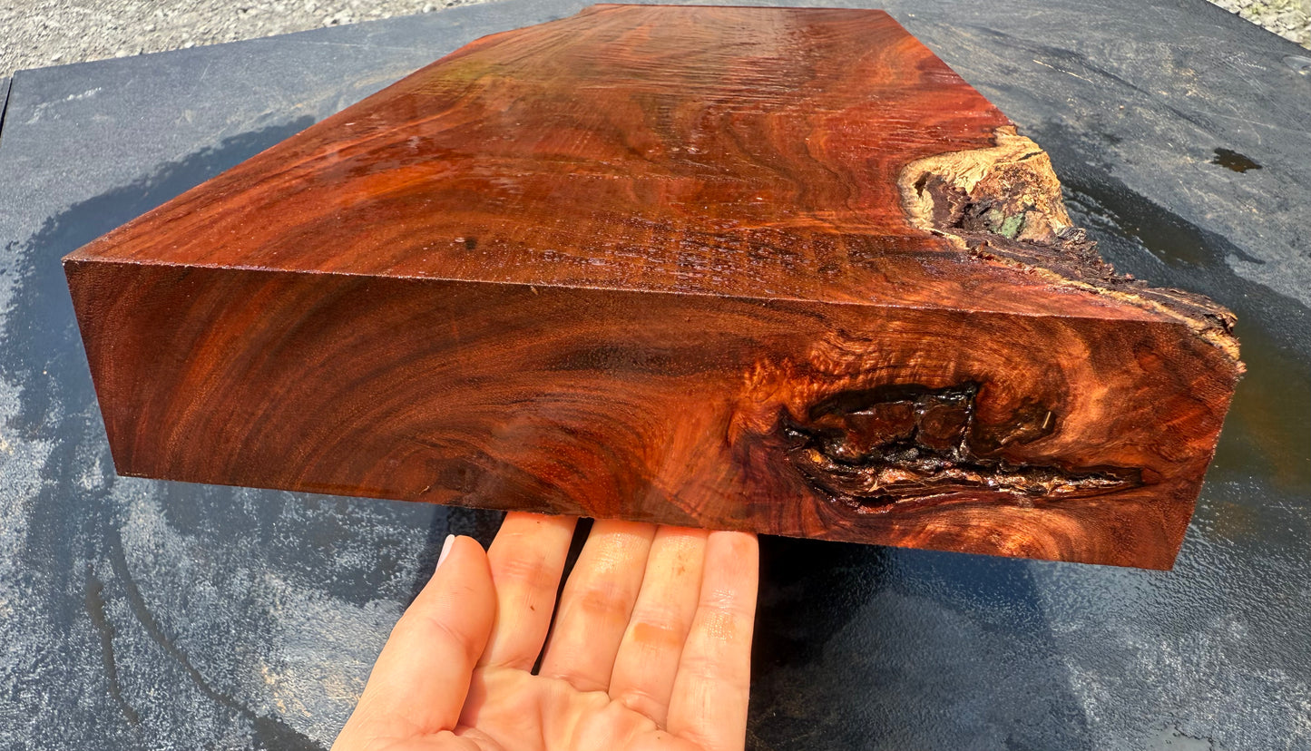Hawaiian Curly Koa Board / Guitar Billet #14759